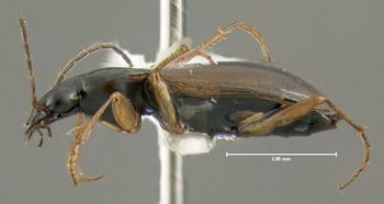 Media type: image;   Entomology 614233 Aspect: habitus lateral view